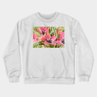 Tulipa  &#39;Little Beauty&#39;  AGM  Tulip  Miscellaneous tulip Crewneck Sweatshirt